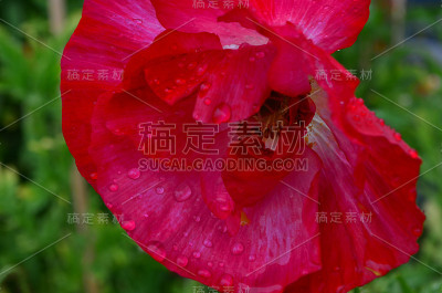 红色的花
