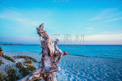 日落时分，玛利亚皮亚海滩上的浮木
