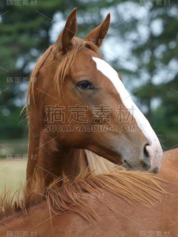 年轻的马