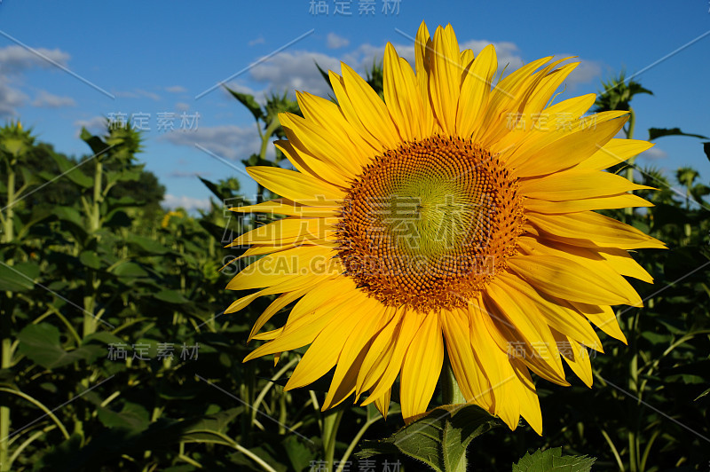 向日葵花