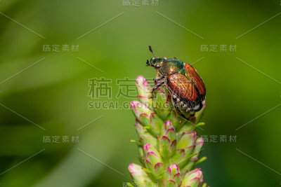一种日本甲虫，栖息在一种紫丁香花上