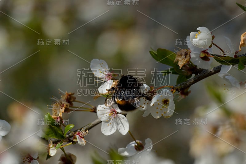 大黄蜂都在花的尘土里