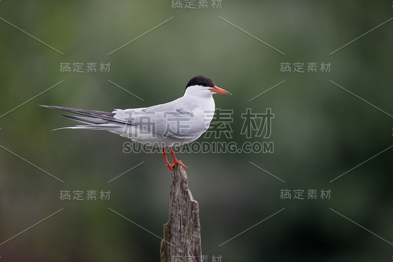 普通燕鸥，Sterna hirundo