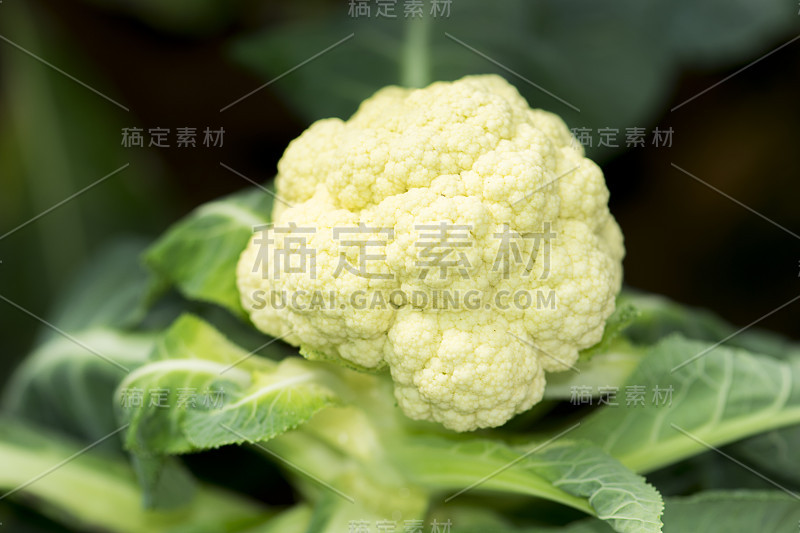 菜园子里的新鲜菜花