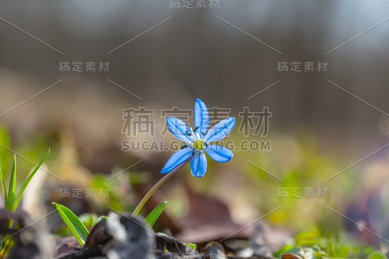 特写蓝色雪花锡拉花在森林，春天户外的背景