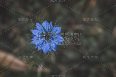 蓝色矢车菊
