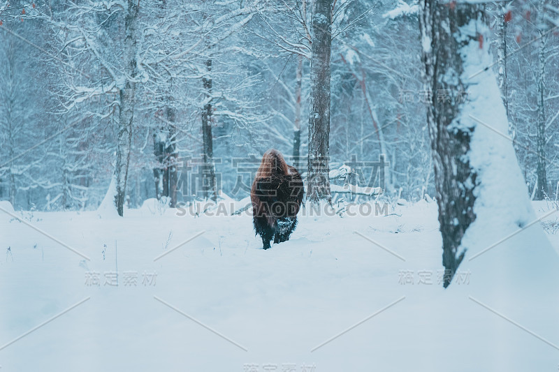 森林背景和雪地上的野牛