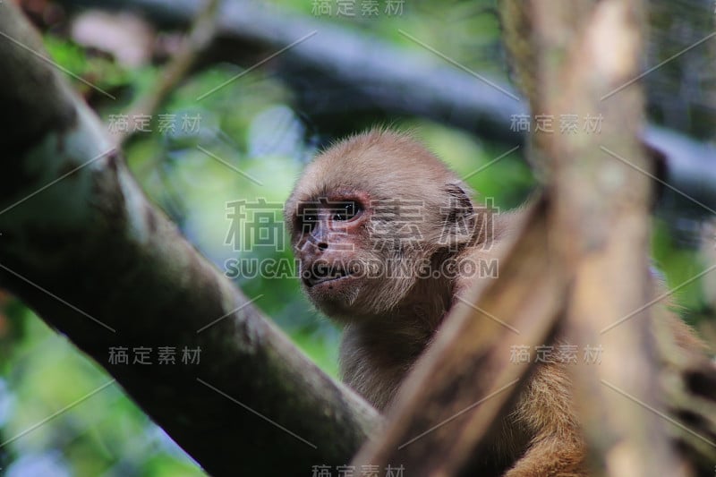 这是一只棕色卷尾猴的特写镜头，白化cebus