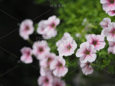 波糖爹紫罗兰色，科名茄科，学名矮牵牛花杂种Vilm，大花瓣单层桔梗单株