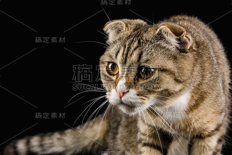 一只带着猎人目光的猫，在黑暗的背景上。