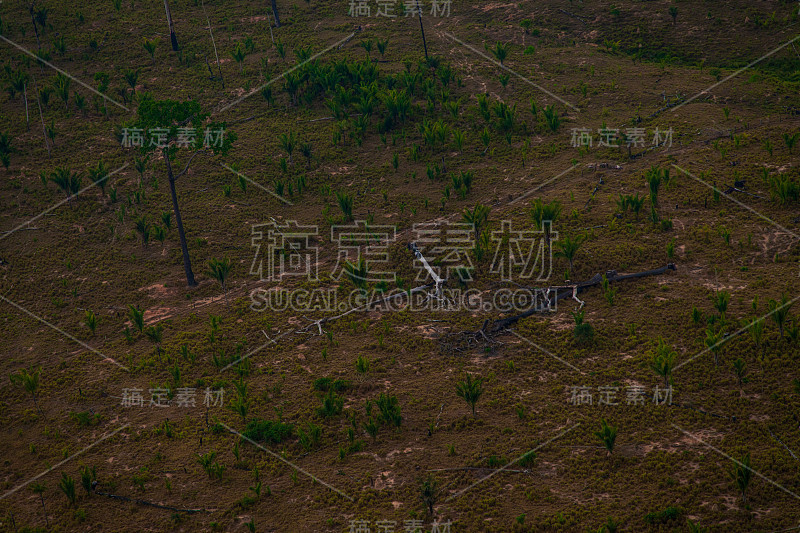 贾曼西姆国家森林中，非法砍伐亚马逊雨林的牧场。帕拉——巴西