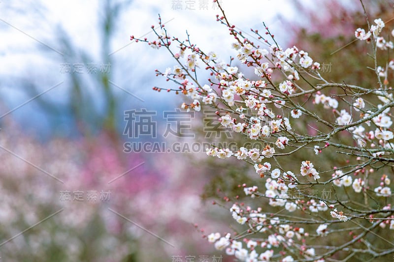 神奈川县汤加原巴林的梅花