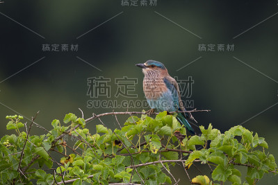 印度辊