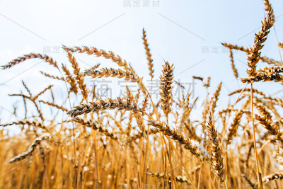 麦田收获期