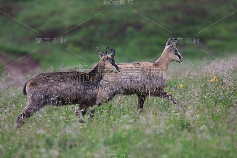 查莫瓦（鲁皮卡普拉鲁皮卡普拉）沃斯盖斯山，法国格姆森沃格森