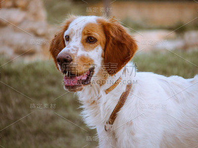 快乐的狗