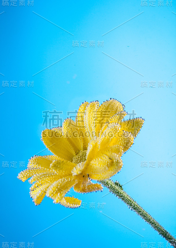 蓝色背景上的黄色菊花
