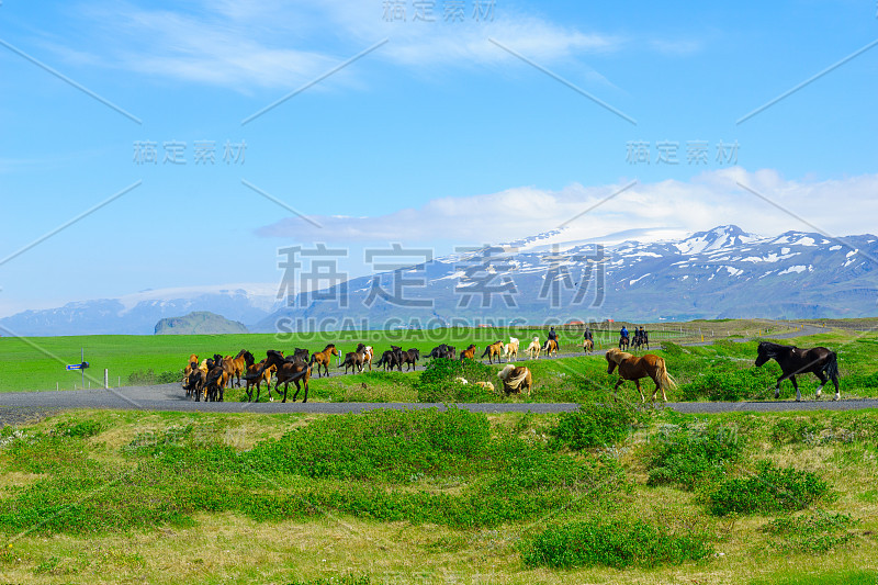 冰岛南部的马和乡村