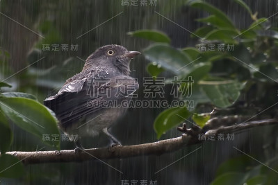 在雨中，雌性蓬帕杜·科廷加，刺爪莲