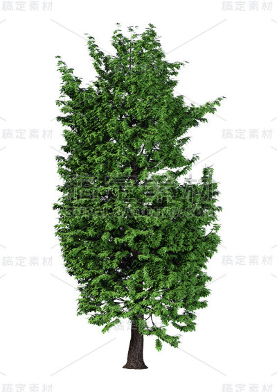 3D渲染栗树在白色