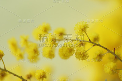 含羞草束