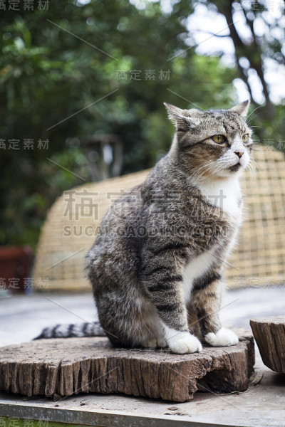 泰国美丽的猫