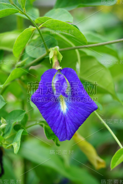 蓝色阴蒂花