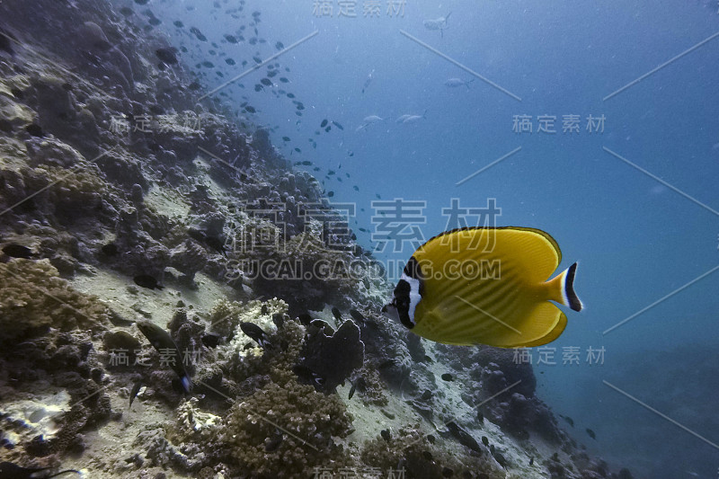 鱼类和自然的水下生物