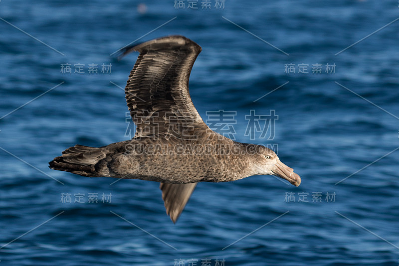 北方巨海燕——哈利巨海燕