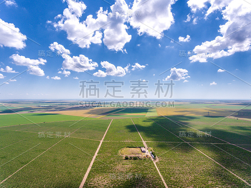 从高空鸟瞰的红葡萄园种植园