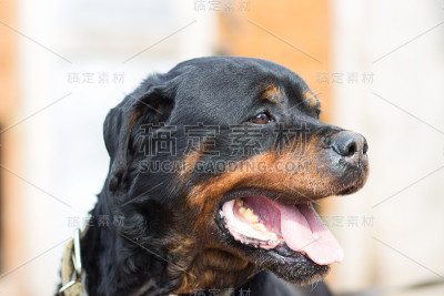罗威纳犬品种的特写肖像