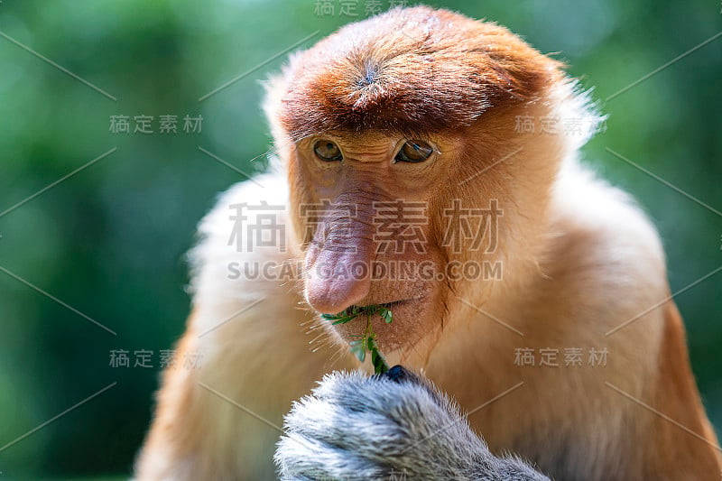 野生长鼻猴或鼻幼虫，在婆罗洲雨林，马来西亚