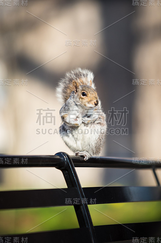 炮台公园长椅上的松鼠