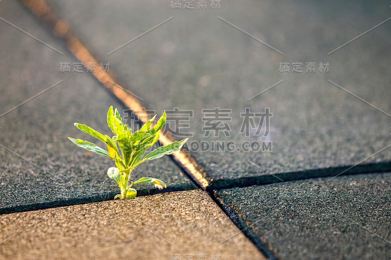 这是春天，一株年轻的绿色植物开始在水泥瓦之间生长的特写。新生活理念的开始。