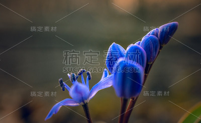 雪花莲