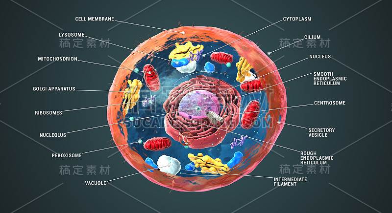 标记的真核细胞，核，细胞器和质膜- 3d插图