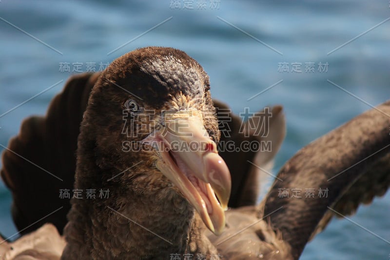 北方巨海燕——哈利巨海燕