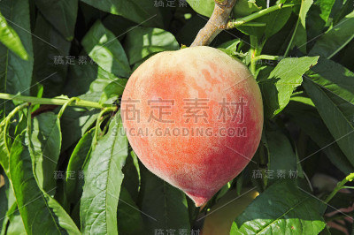 成熟的桃子挂在树上