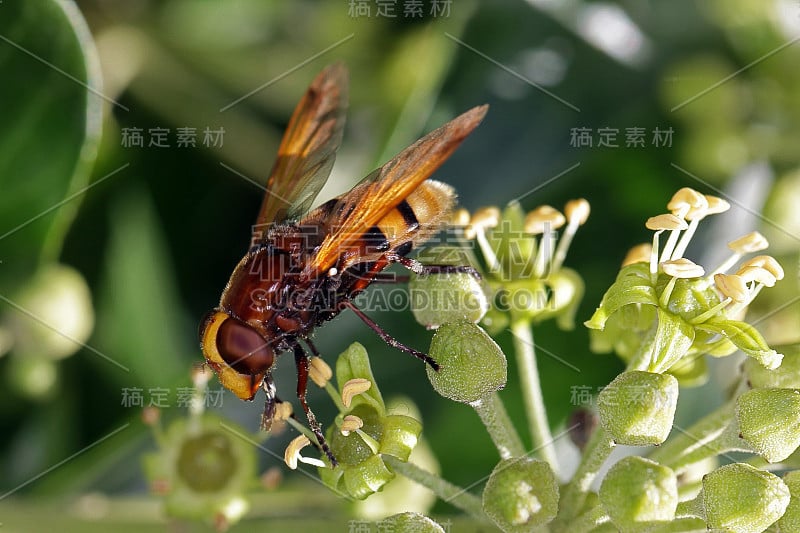 以常青藤花为食的黄蜂。