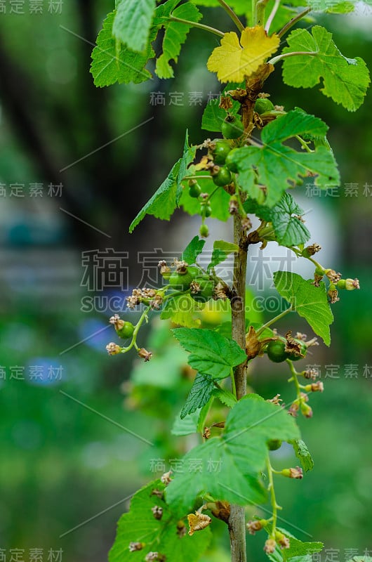 花园里的醋栗丛