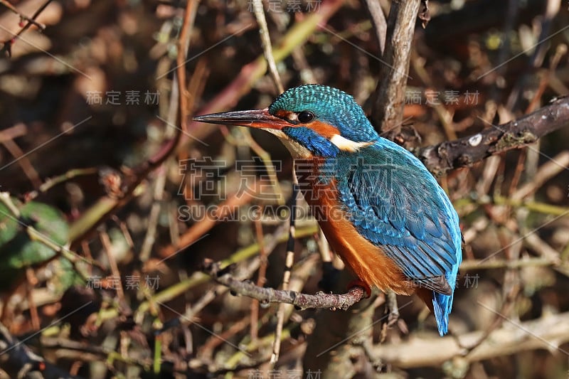 欧洲渔民马丁(Alcedo atthis)。