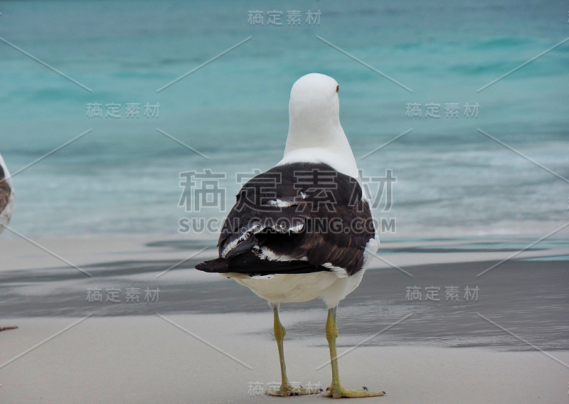 海鸥站在沙滩上，普拉尼哈斯做Pontal海滩，阿拉亚尔做卡波