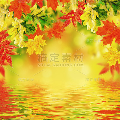 秋天的落叶