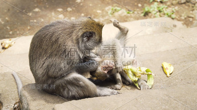 巴厘岛森林里的猴子