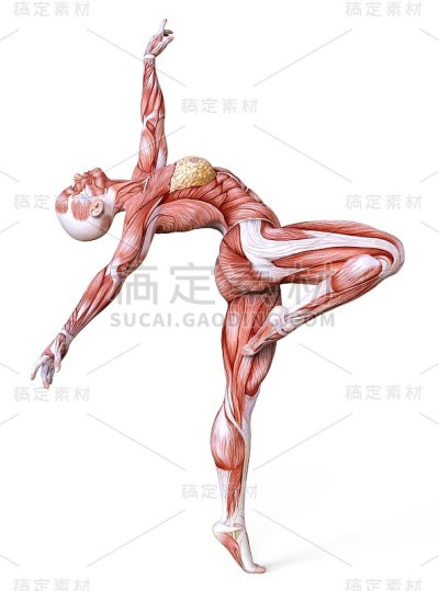 女性解剖和肌肉，身体无皮肤孤立在白色上