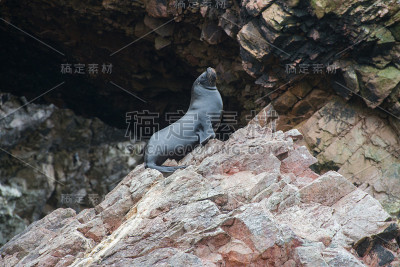 南美海狮