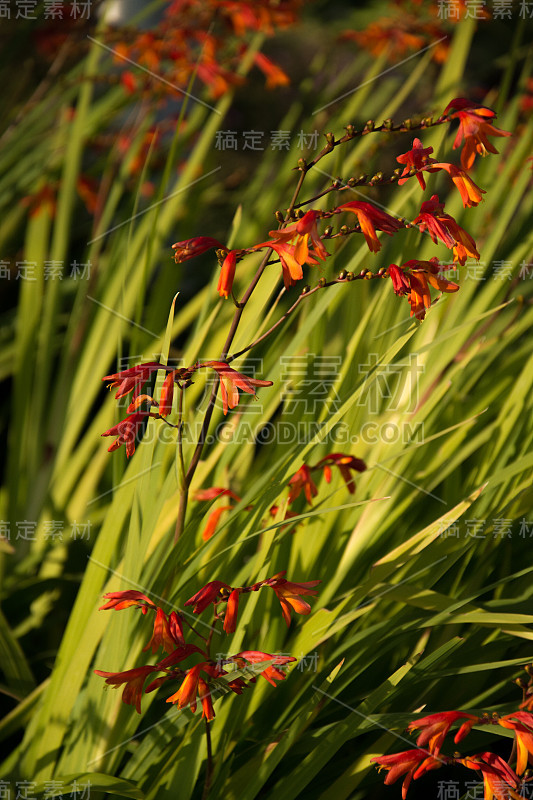 橙色Crocosmia