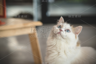 可爱有趣的猫