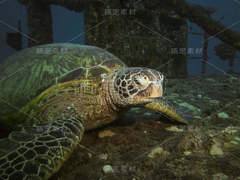 在夏威夷的一艘沉船上休息的绿海龟