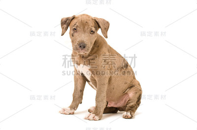 美丽的斗牛犬小狗